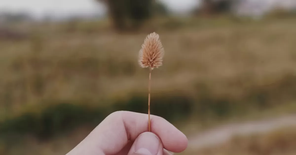 Qual è il momento migliore per postare su Shatra?