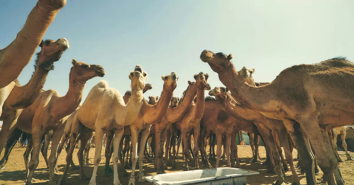 What are the best times to post on social media in Nouakchott?