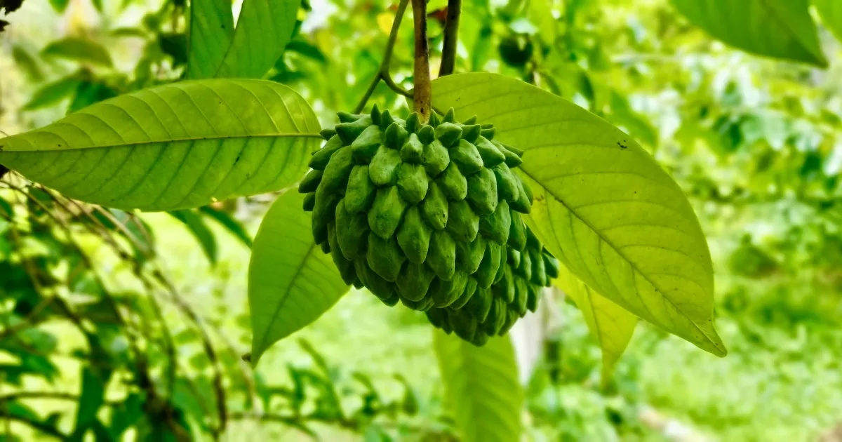 Bartica için sosyal medyada gönderi yapmak için en iyi zamanlar nelerdir?