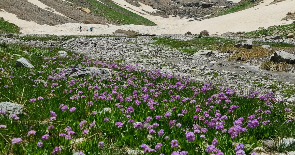 What are the best times to post on social media in Hakkari?