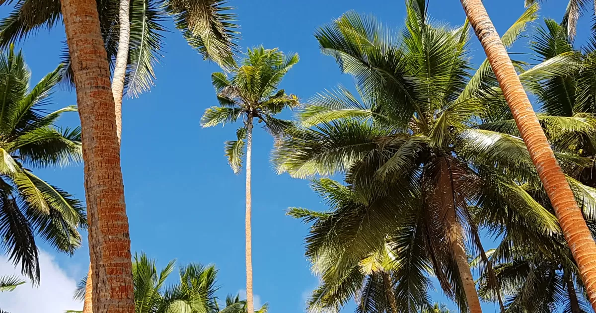 Quels sont les meilleurs moments pour publier sur les réseaux sociaux à Labasa?